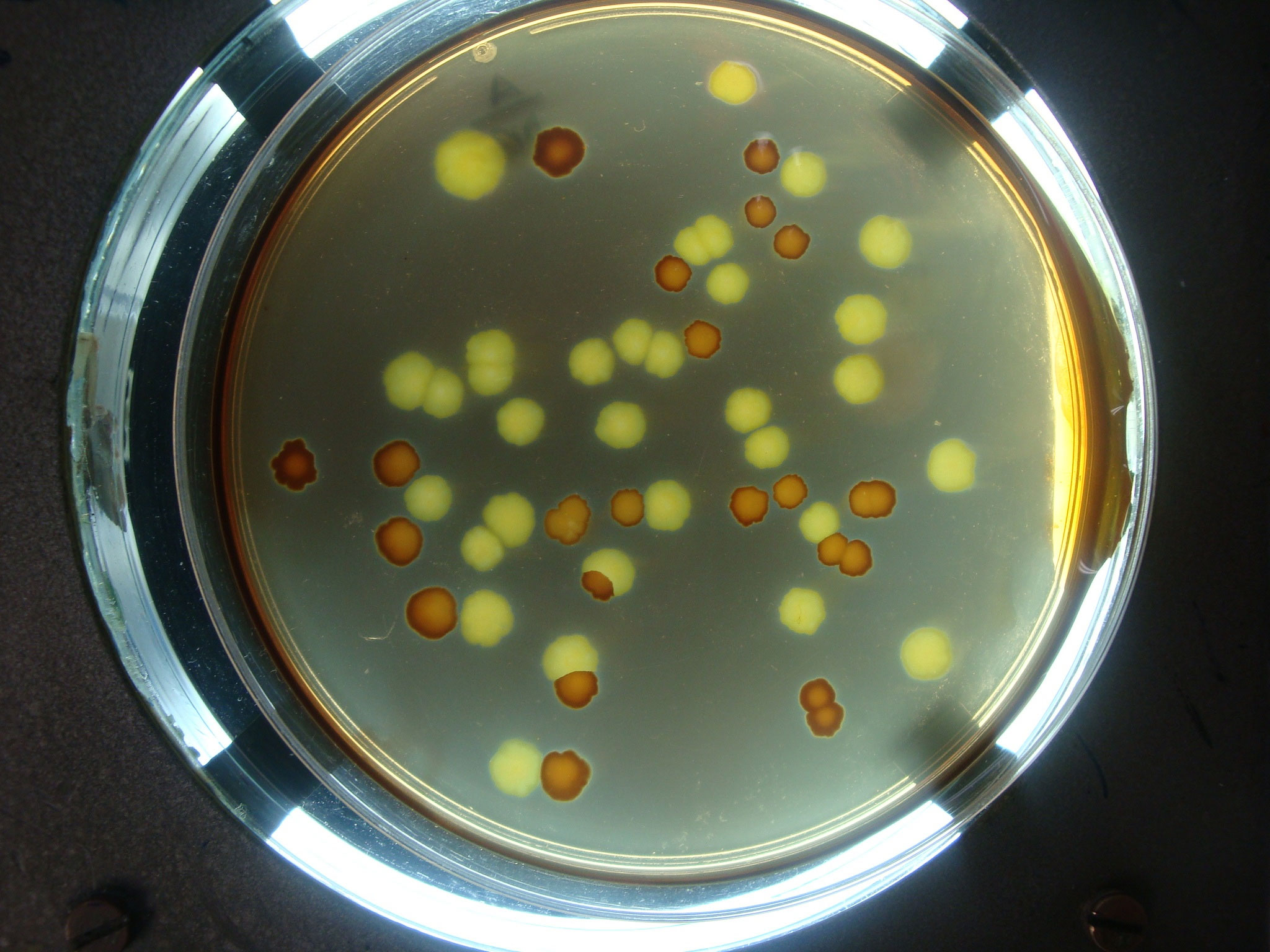 BacteriaExeterIstainCompetingPopulation