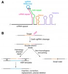 Genome editing by engineered Cas9 systems (credit: Mary Ann Liebert, Inc., publishers)