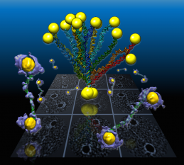 In a Berkeley Lab-led study, flexible double-helix DNA segments connected to gold nanoparticles are revealed from the 3-D density maps (purple and yellow) reconstructed from individual samples using a Berkeley Lab-developed technique called individual-particle electron tomography or IPET. Projections of the structures are shown in the background grid. (credit: Berkeley Lab)