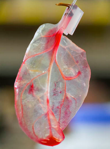 Scientists grow beating heart tissue on spinach leaves | Kurzweil