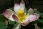 Nelumbo nucifera from China, more commonly known as the 'sacred lotus'
(Credit: Jane Shen-Miller /UCLA)