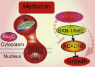 Metformin growth inhibition process (credit: Lianfeng Wu et al./Cell)