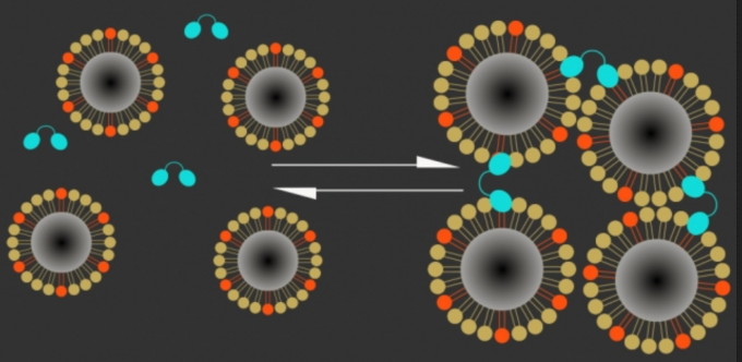 Magnetic calcium-responsive nanoparticles (dark centers are magnetic cores) respond within seconds to calcium ion changes by clustering (Ca+ ions, right) or expanding (Ca- ions, left), creating a magnetic contrast change that can be detected with MRI, indicating brain activation. (High levels of calcium outside the neurons correlate with low neuron activity; when calcium concentrations drop, it means neurons in that area are firing electrical impulses.) Blue: C2AB “molecular glue” (credit: The researchers)