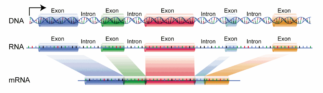 DNA_exons_introns