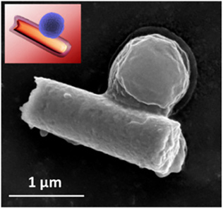 MRSA bacterium captured by a hybrid cell membrane-coated nanorobot (colored scanning electron microscope image). (credit: Esteban-Fernández de Ávila/Science Robotics)