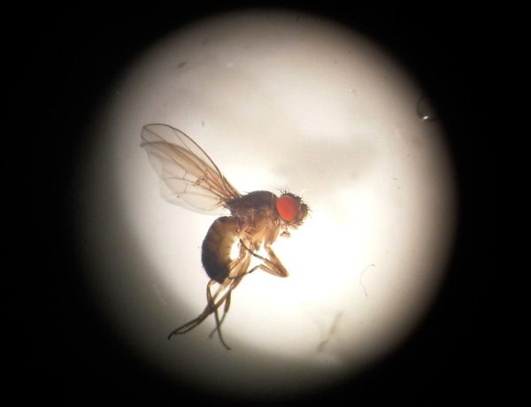 Drosophila titanus