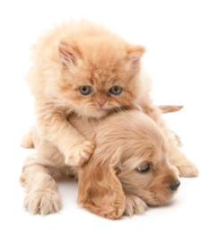 baby kitten and puppy
