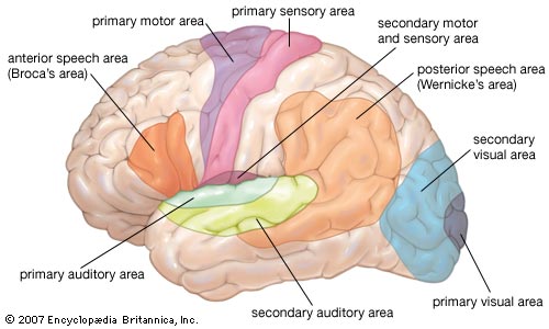 brain color map