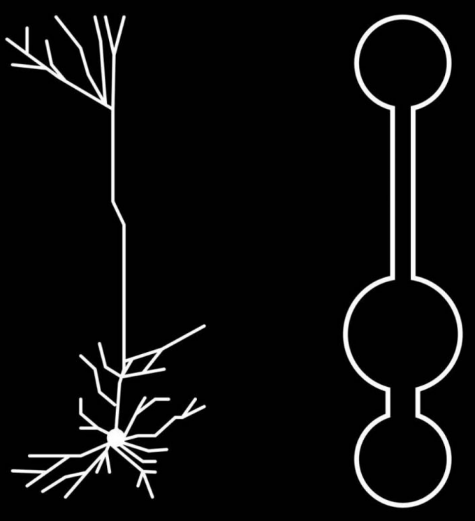 This is an illustration of a multi-compartment neural network model for deep learning. Left: Reconstruction of pyramidal neurons from mouse primary visual cortex. Right: Illustration of simplified pyramidal neuron models. (credit: CIFAR)