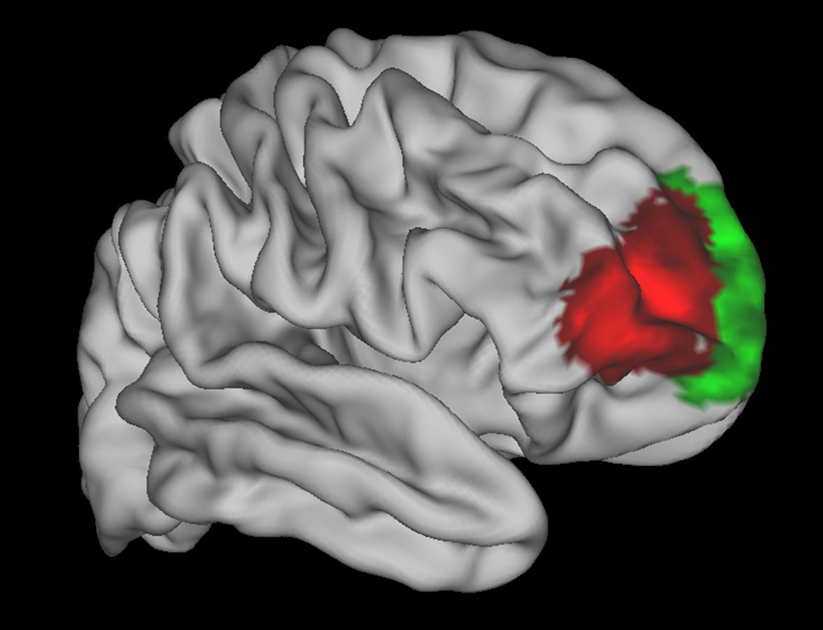 human brain region