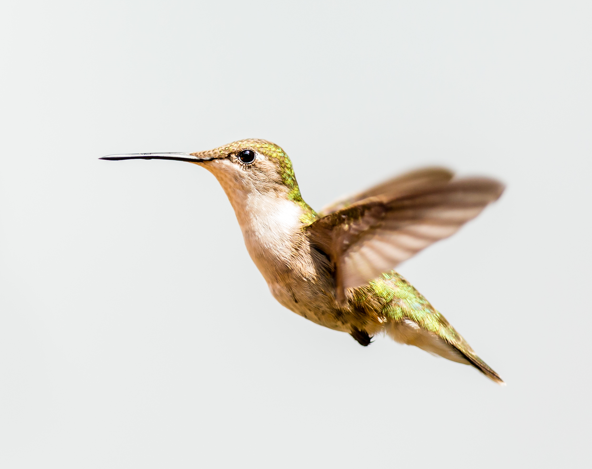 hummingbird drone