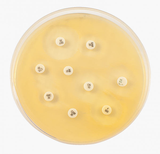 photo - bacteria + petri dish - no. 3