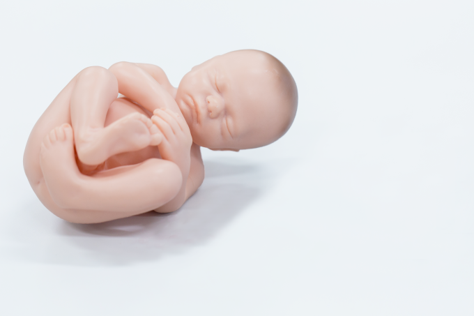 photo - model of baby - no. 2