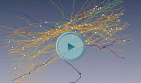 video_reconstructed axons